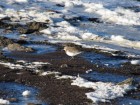 Calidris bairdii